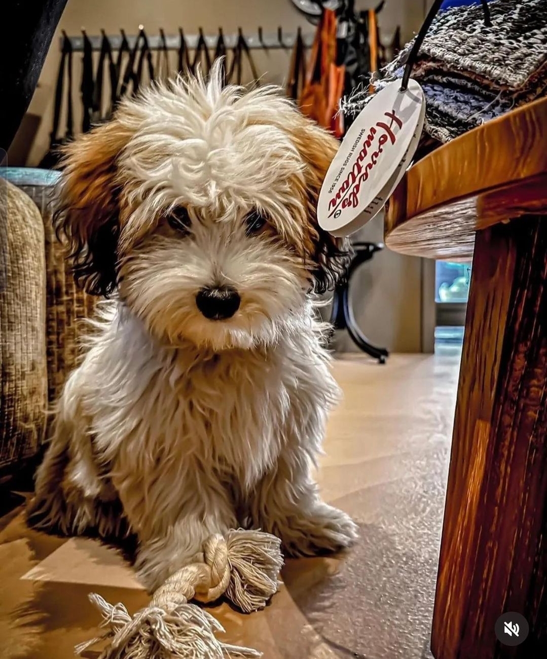 ...Horreds perrito Instagram monteveneto fragancia Home